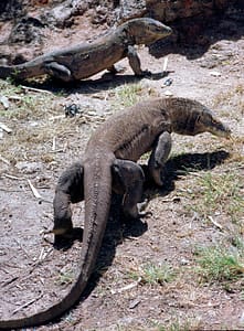 Komodo di Pulau Rinca, Indonesia
